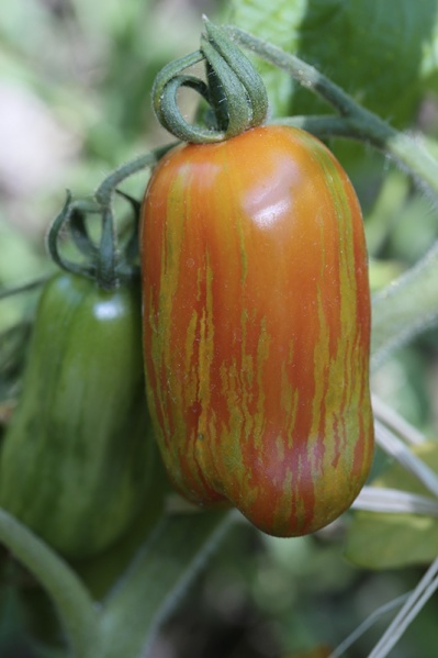 Fichier:Trunnel Stake.jpg