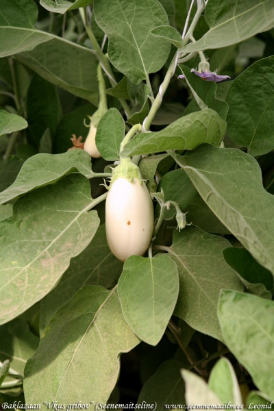 Fichier:Ukus gribov-1.jpg