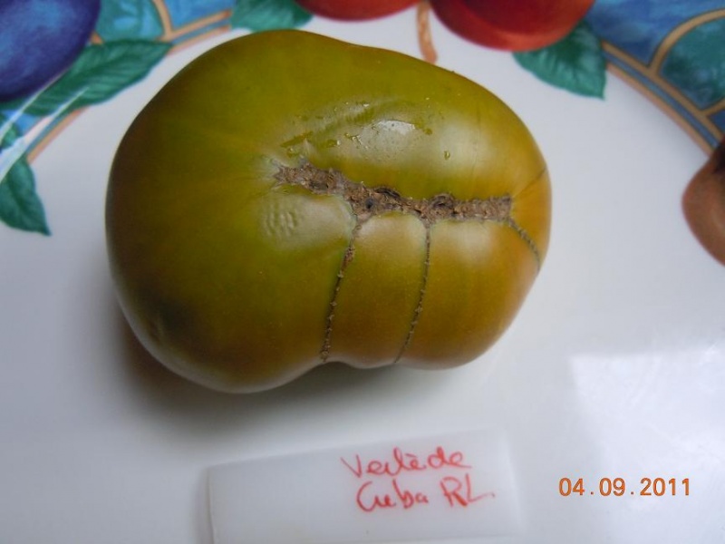 Fichier:Verte de Cuba-1.jpg