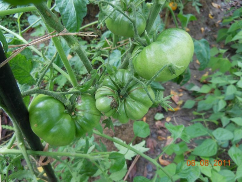 Fichier:Verte de Cuba.jpg