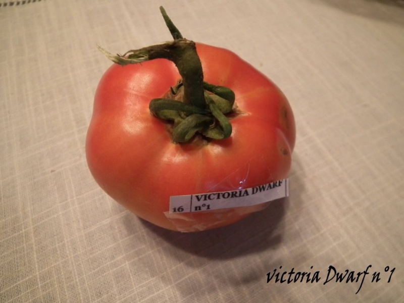 Fichier:Victoria dwarf n°1 op.jpg