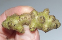 Vigne de Madère.jpg