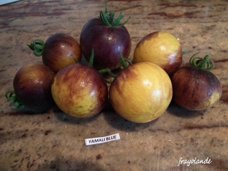 Fichier:Yamali blue.jpg