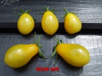 Yellow Date-1.jpg
