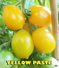 Yellow Paste OP-1.jpg