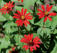 Zinnia Red Spider.jpg